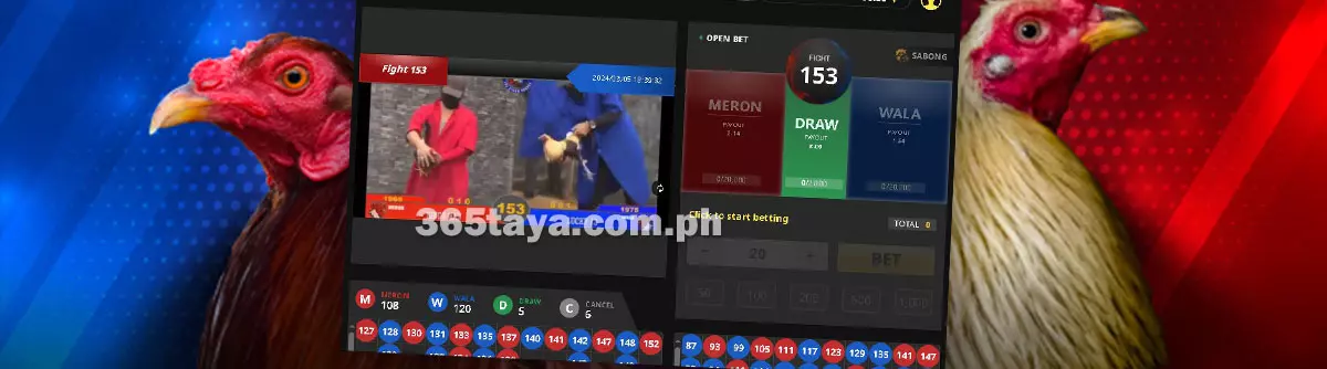 Cockfighting Betting at taya365