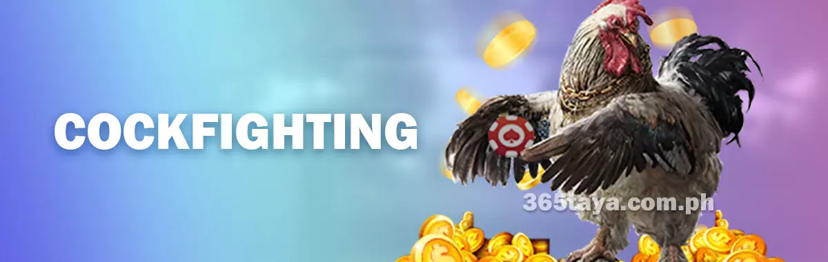 ockfighting Betting at taya365